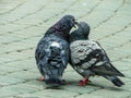 Rock pigeons in the Park during mating season. Royalty Free Stock Photo